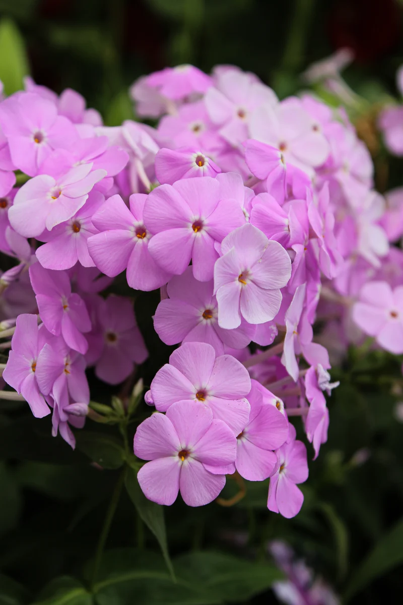 Phlox ‘Fashionably Early Princess’ (Phlox 'Early Princess' (Fashionably))