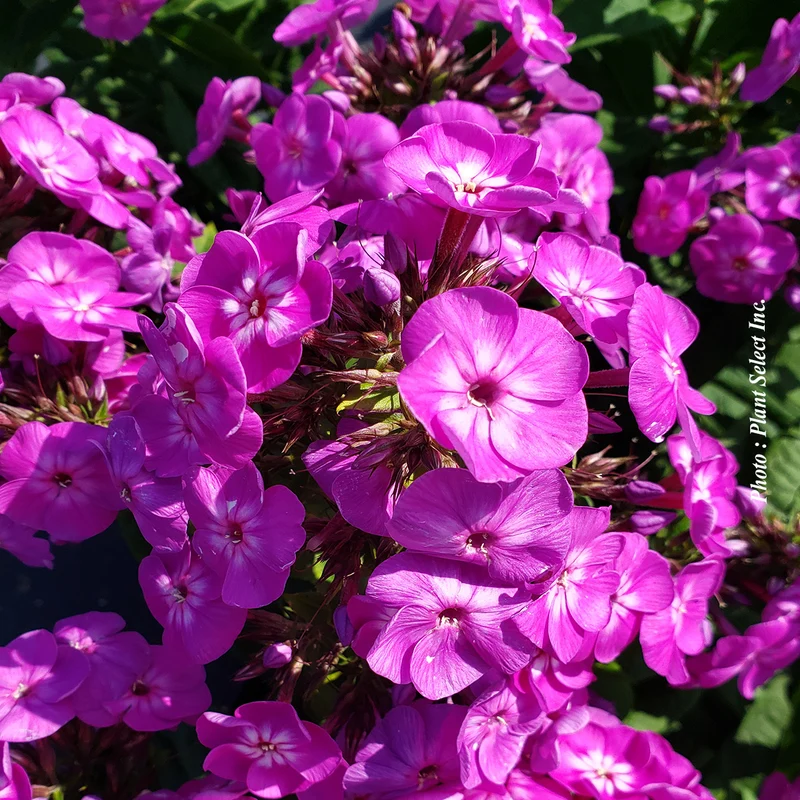 Phlox ‘Garden Girls Cover Girl’ (Phlox Garden Girls™ 'Cover Girl')