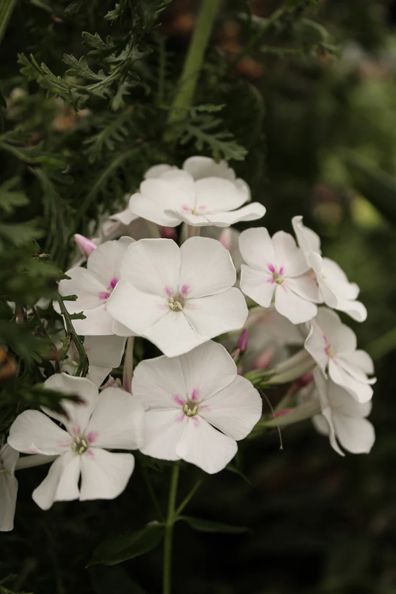Phlox ‘Garden Girls Party Girl’ (Phlox Garden Girls™ 'Party Girl')