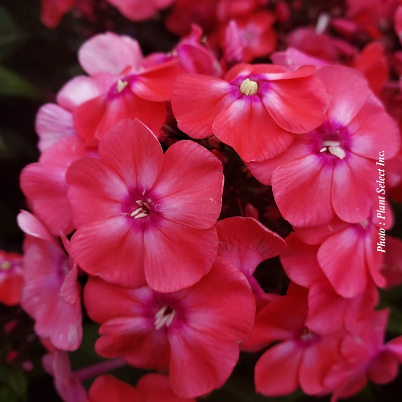 Phlox ‘Garden Girls Glamour Girl’ (Phlox Garden Girls™ 'Glamour Girl')