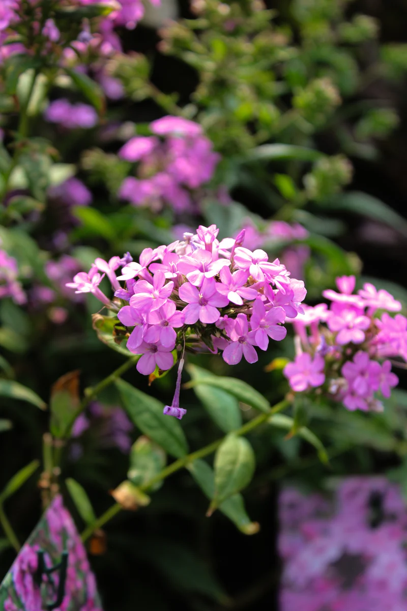 Phlox ‘Jeana’ (Phlox paniculata 'Jeana')