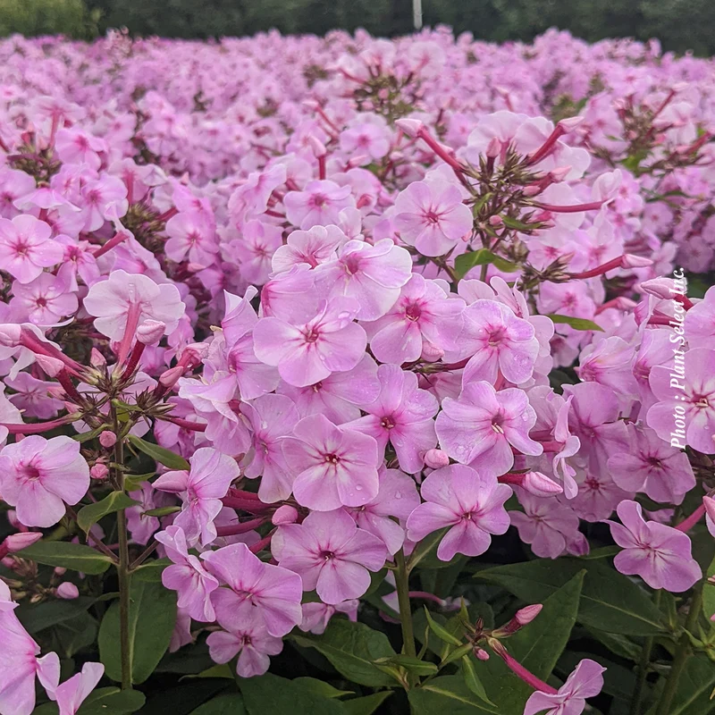 Phlox ‘Garden Girls Uptown Girl’ (Phlox Garden Girls™ 'Uptown Girl')