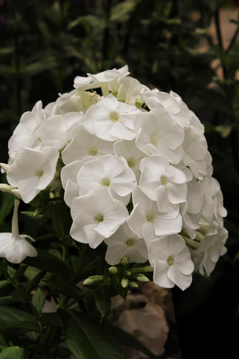 Phlox ‘Luminary Backlight’ (Phlox 'Luminary Backlight')