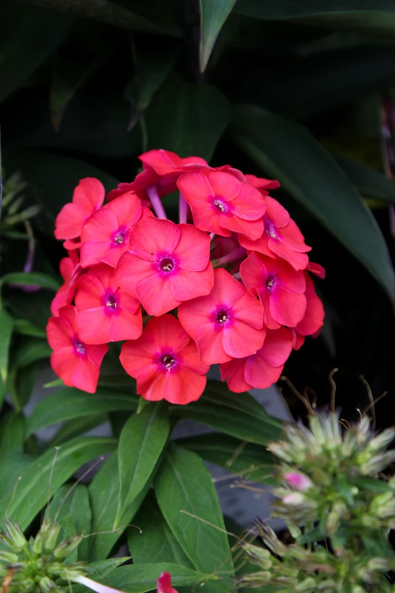 Phlox ‘Luminary Sunset Coral’ (Phlox Luminary™ 'Sunset coral')