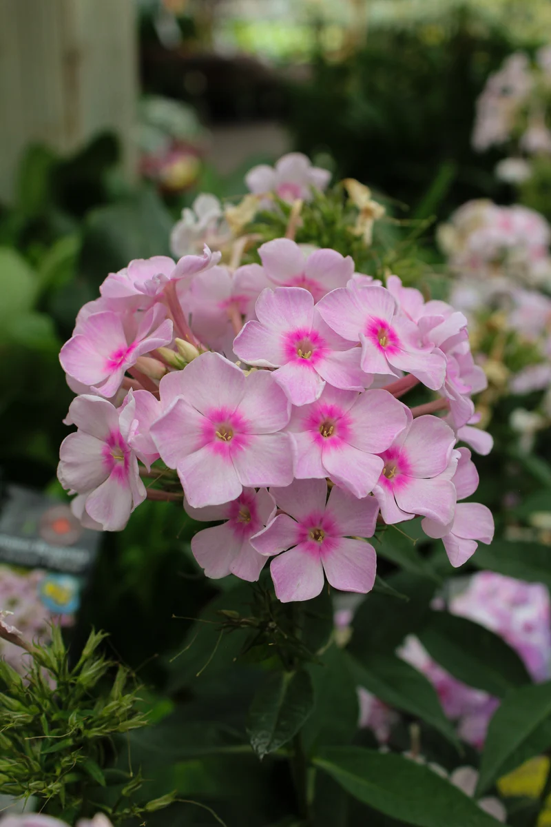 Phlox ‘Luminary Opalescence’ (Phlox Luminary™ 'Opalescence')