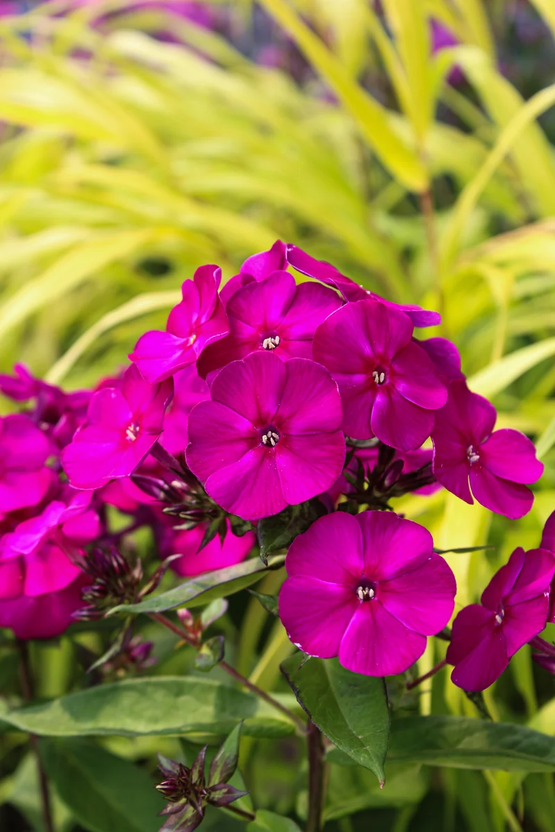 Phlox ‘Luminary Ultraviolet’ (Phlox Luminary™ 'Ultraviolet')