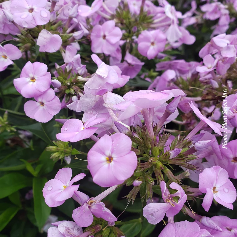Phlox ‘Opening Act Blush’ (Phlox 'Opening Act Blush')