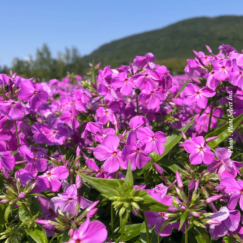 Phlox ‘Opening Act Ultrapink’ (Phlox 'Opening Act Ultrapink')
