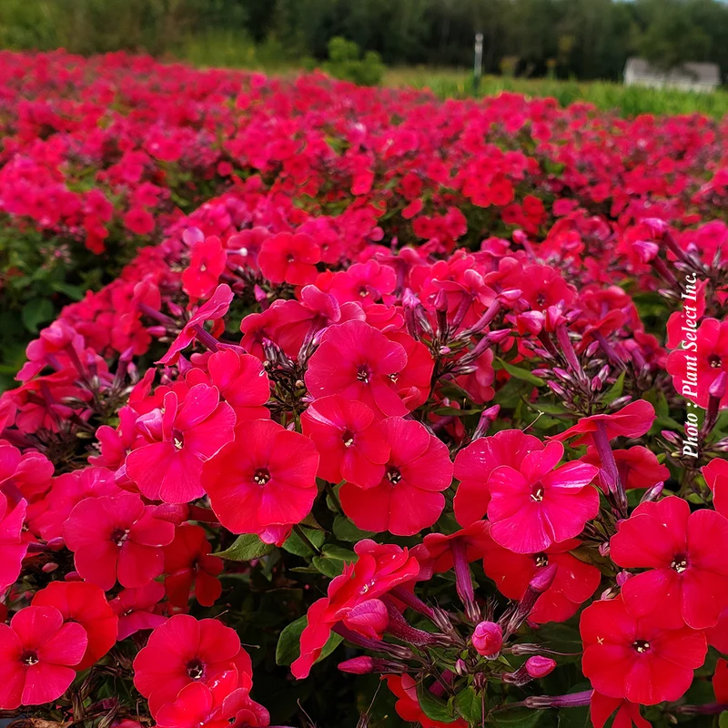 Phlox ‘Red Riding Hood’ (Phlox paniculata 'Red Riding Hood')