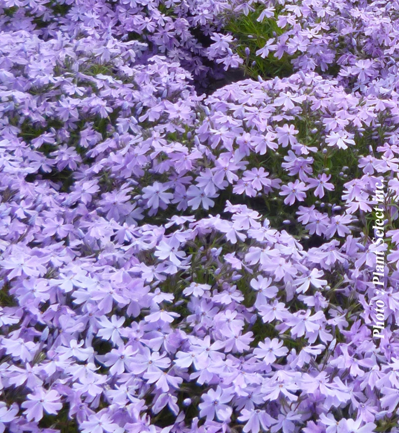 Phlox ‘Emerald Blue’ (Phlox subulata 'Emerald Blue')