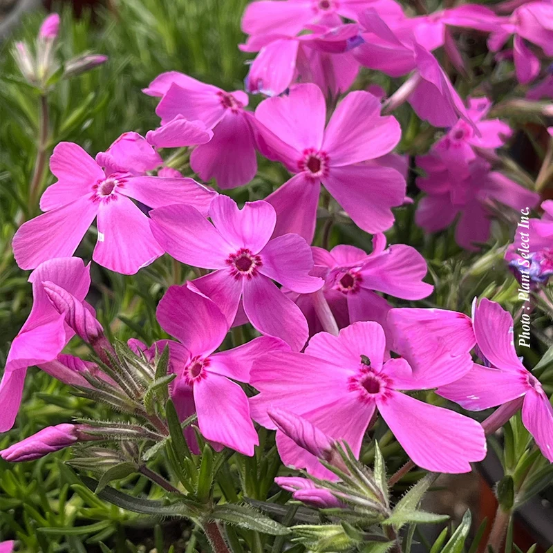 Phlox ‘Emerald Pink’ (Phlox subulata 'Emerald Pink')