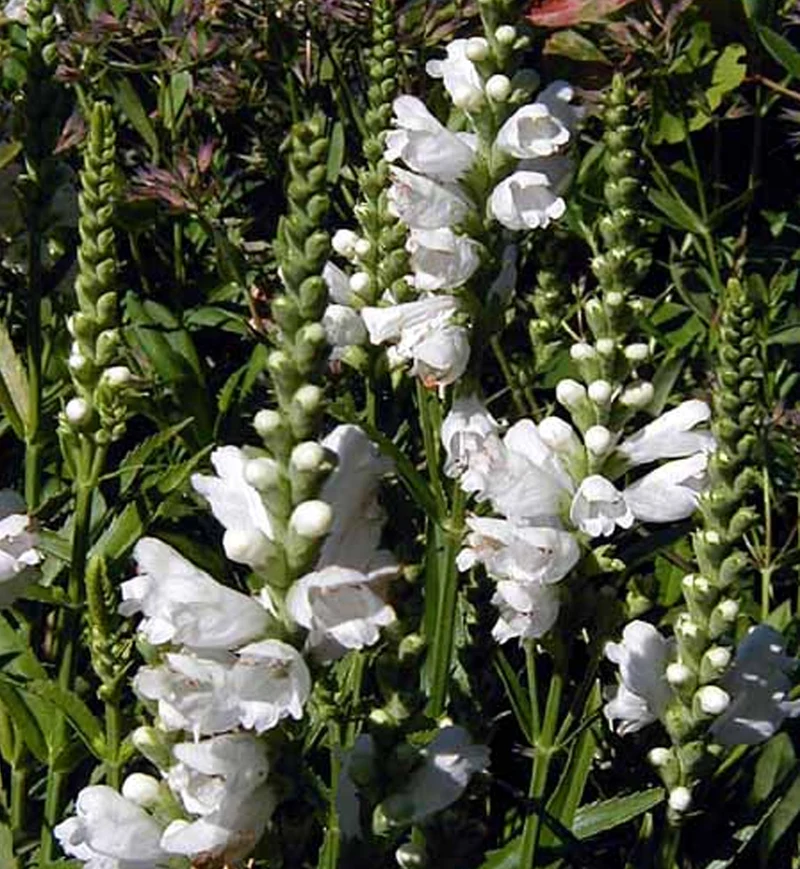 Physostégie ‘Miss Manner's’ (Physostegia 'Miss Manner's')