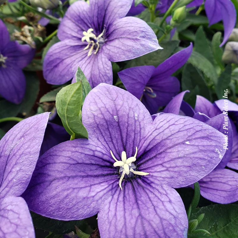 Platycodon ‘Pop Star Blue’ (Platycodon Pop Star™ 'Blue')