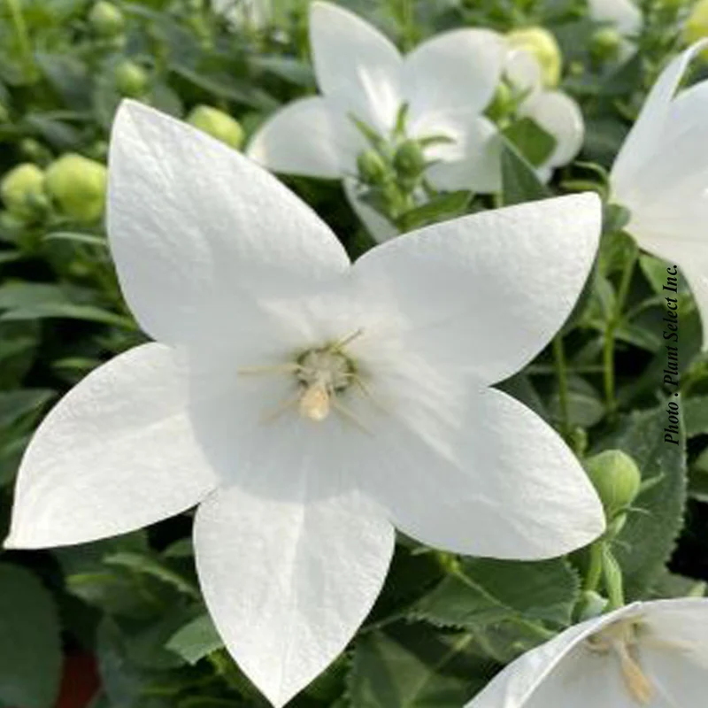 Platycodon ‘Pop Star White’ (Platycodon Pop Star™ 'White')