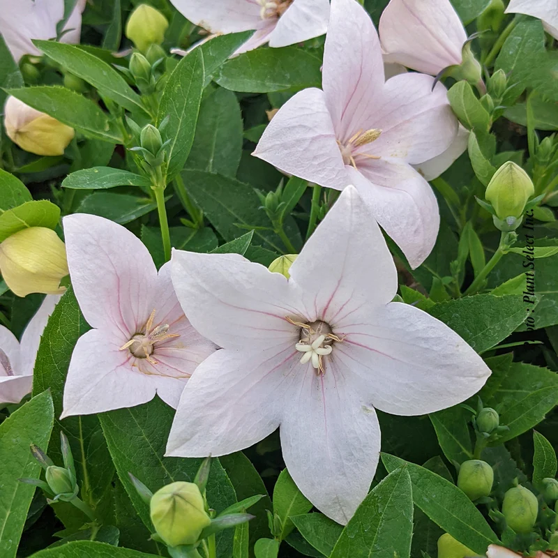 Platycodon ‘Pop Star Pink’ (Platycodon Pop Star™ 'Pink')