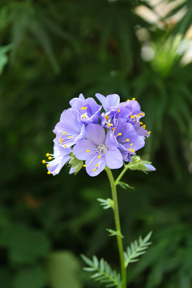 Polémoine ‘Bressingham Purple’ (Polemonium 'Bressingham Purple')