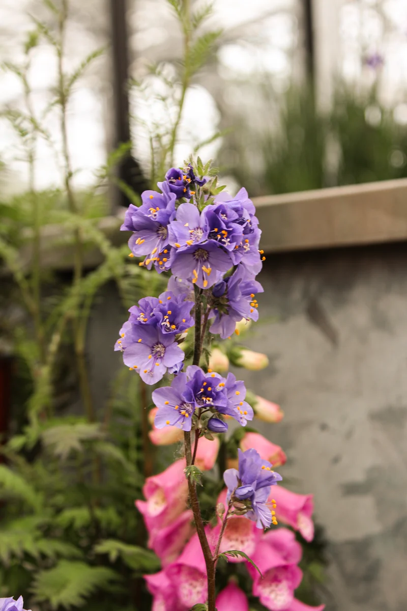 Polémoine ‘Bressingham Purple’ (Polemonium 'Bressingham Purple')