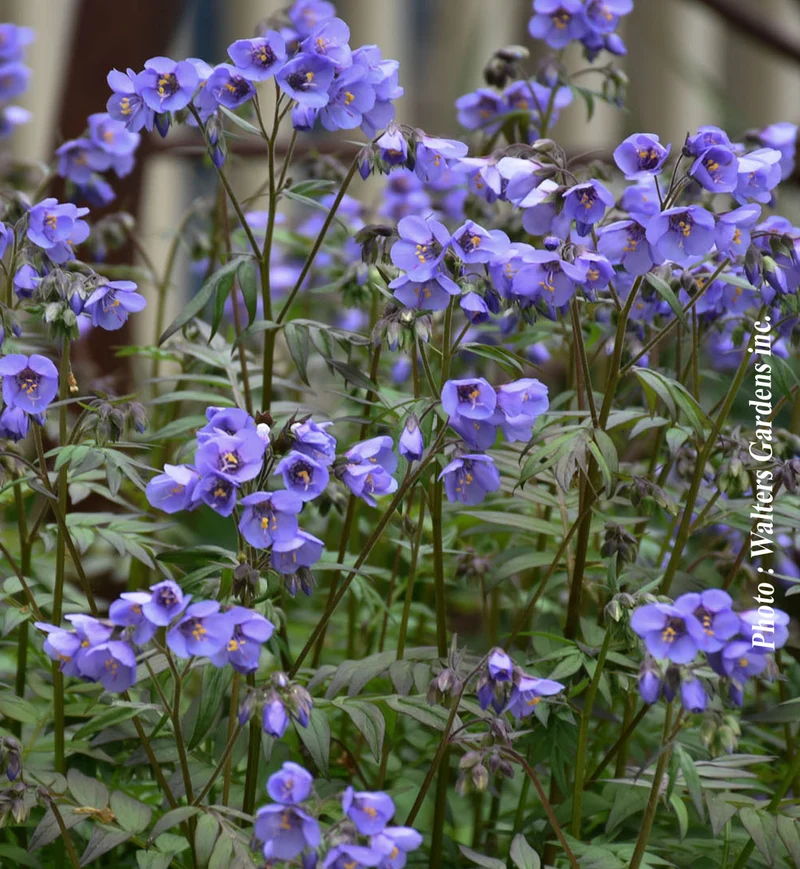 Polémoine ‘Heaven Scent’ (Polemonium 'Heaven Scent')