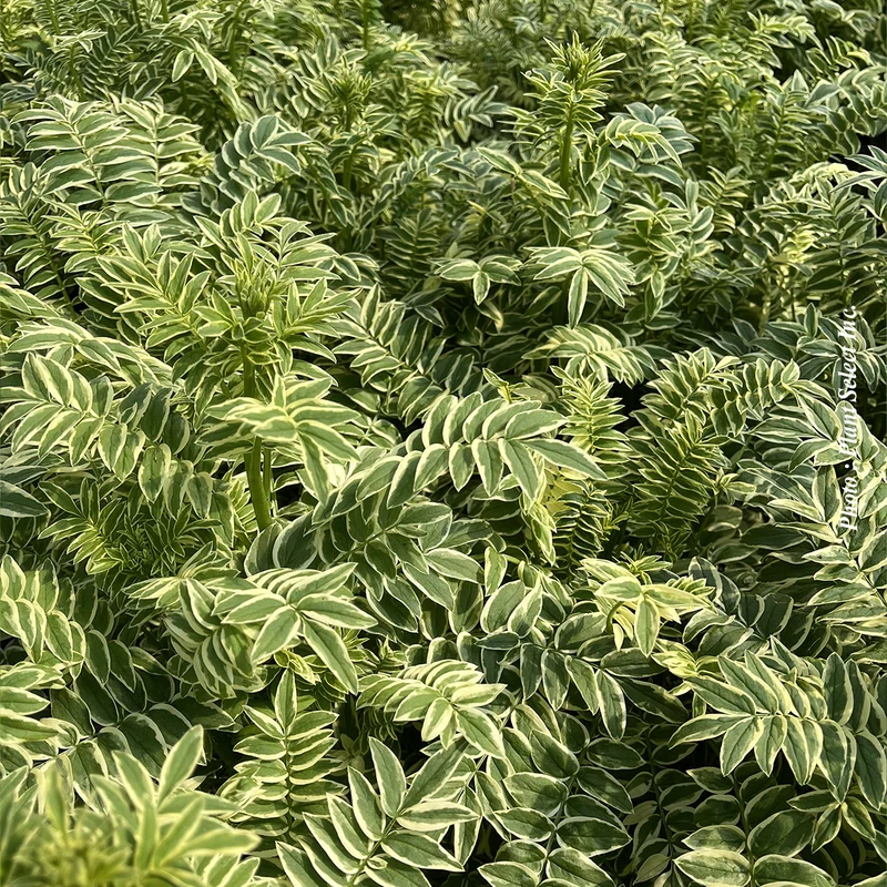 Polémoine ‘Brise d'Anjou’ (Polemonium caeruleum 'Brise d'Anjou')