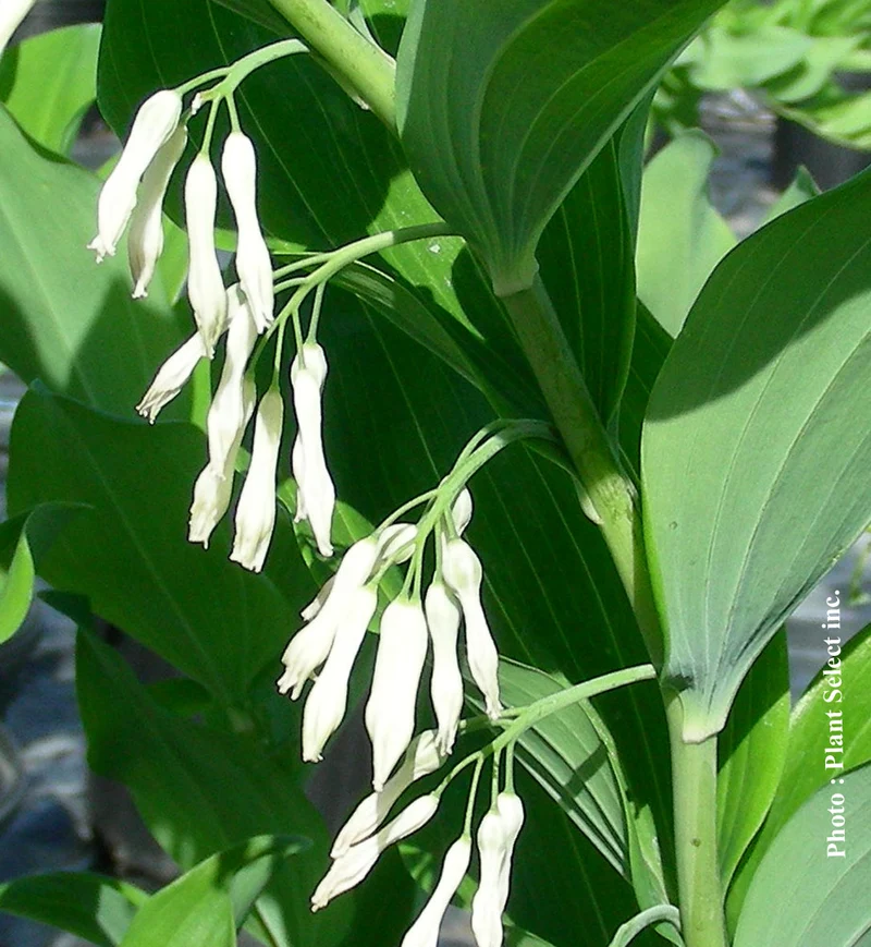 Sceau-de-Salomon multiflorum (Polygonatum multiflorum)