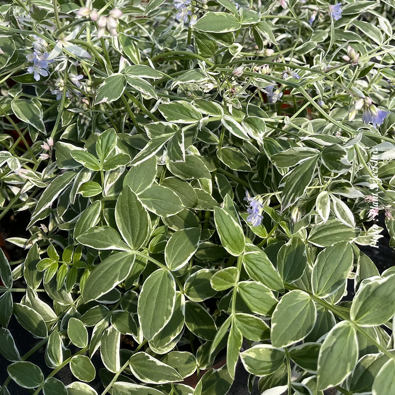 Polémoine ‘Touch of Class’ (Polemonium reptans 'Touch of Class')