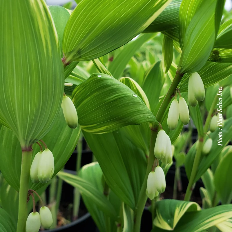 Sceau-de-Salomon ‘Variegatum’ (Polygonatum odoratum 'Variegatum')
