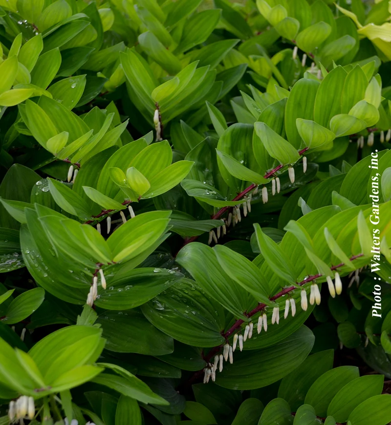 Sceau-de-Salomon ‘Ruby Slippers’ (Polygonatum odoratum 'Ruby Slippers')