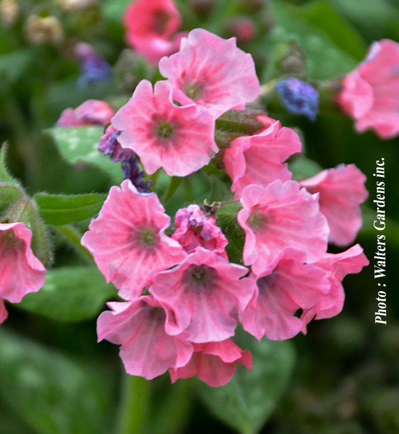 Pulmonaire ‘Pretty in Pink’ (Pulmonaria 'Pretty in Pink')