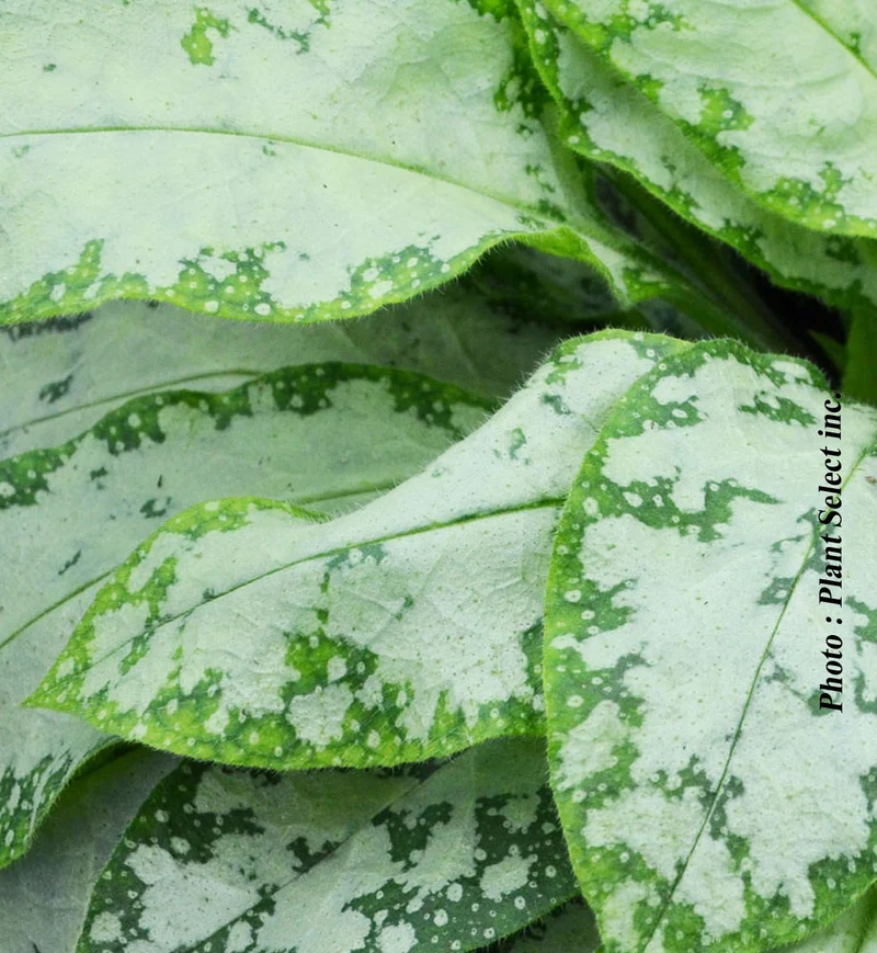 Pulmonaire ‘High Contrast’ (Pulmonaria 'High Contrast')