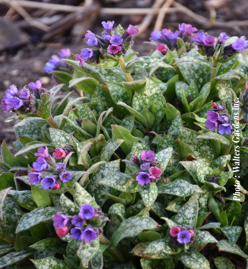 Pulmonaire ‘Spot On’ (Pulmonaria 'Spot On')