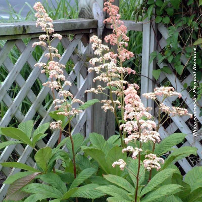 Rodgersie aesculifolia (Rodgersia aesculifolia)