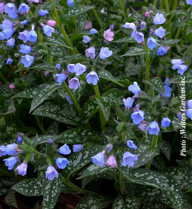Pulmonaire ‘Twinkle Toes’ (Pulmonaria 'Twinkle Toes')