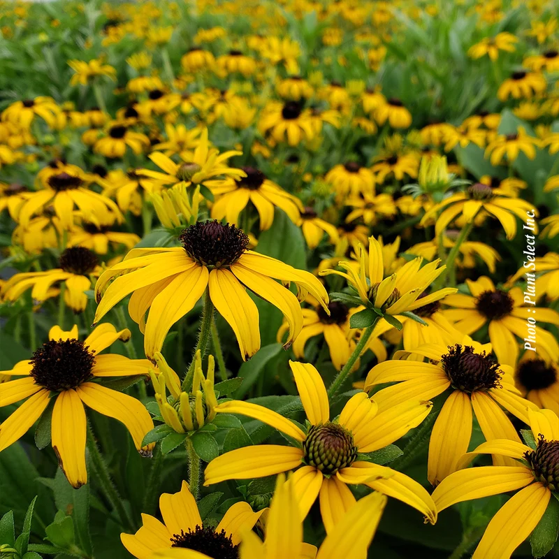 Rudbeckie ‘American Gold Rush’ (Rudbeckia 'American Gold Rush')