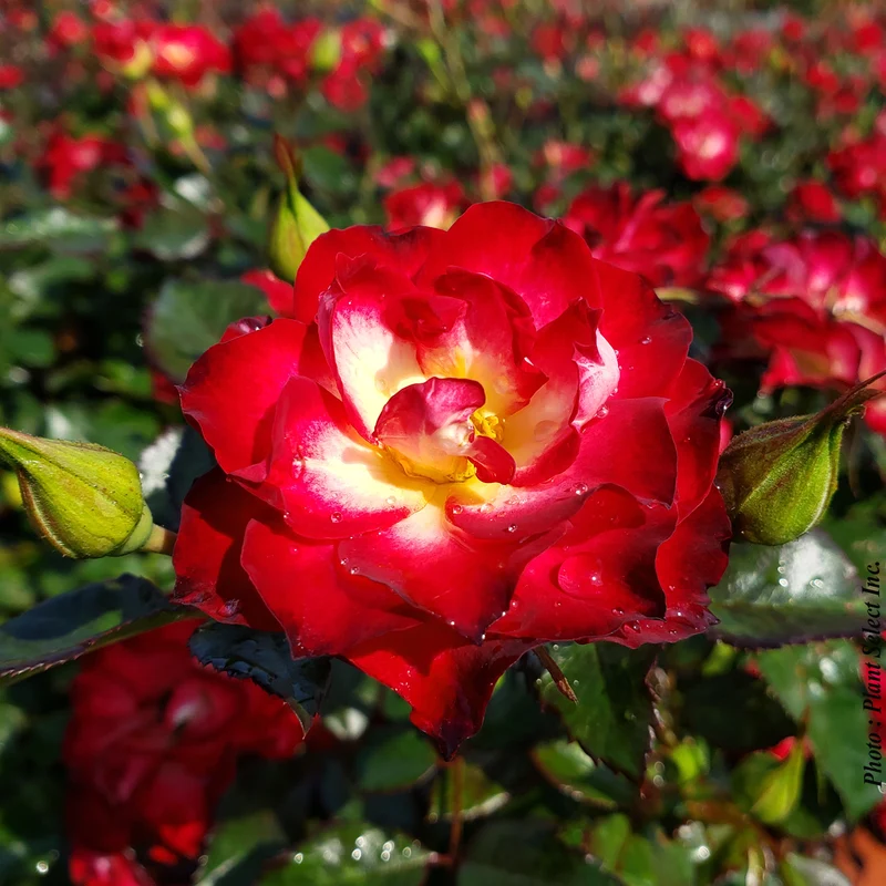 Rosa 'Never Alone'