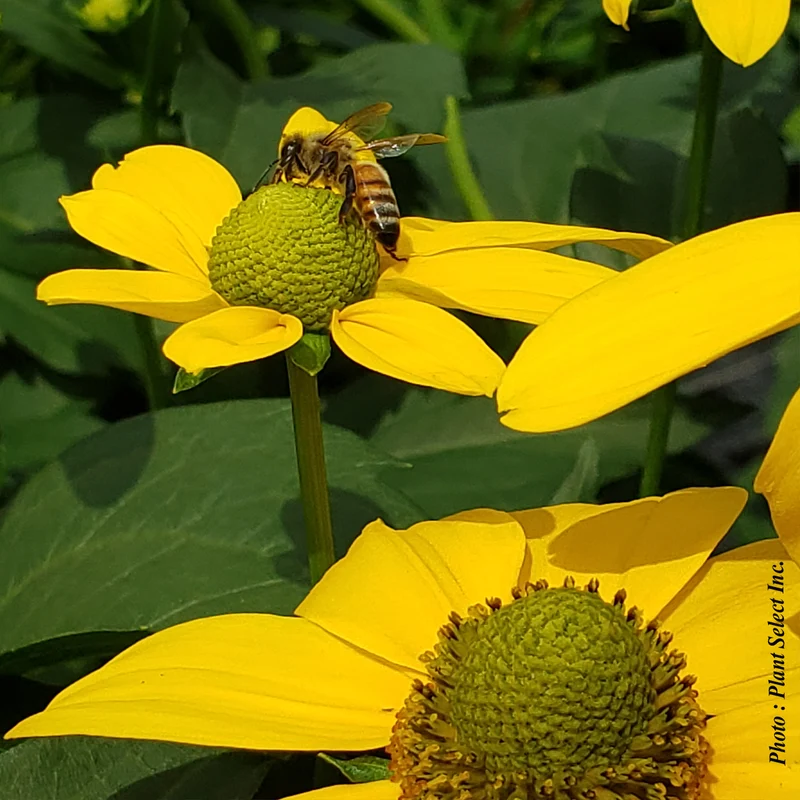 Rudbeckie ‘Herbstsonne’ (Rudbeckia laciniata 'Herbstsonne')