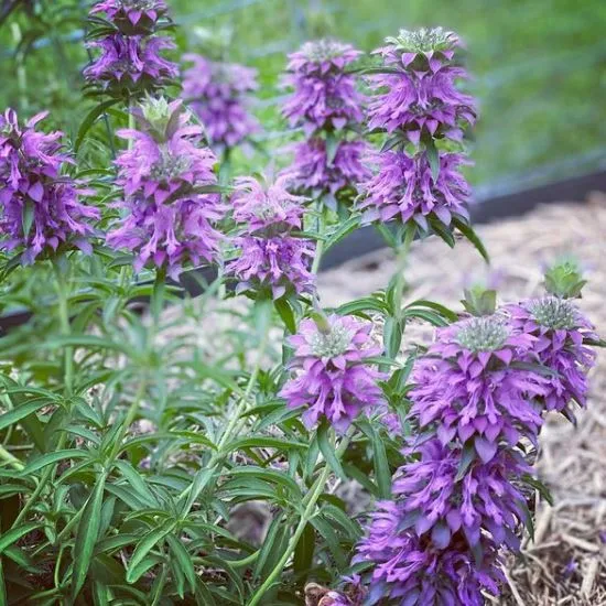 Monarde 'Lemon Bergamot' bio