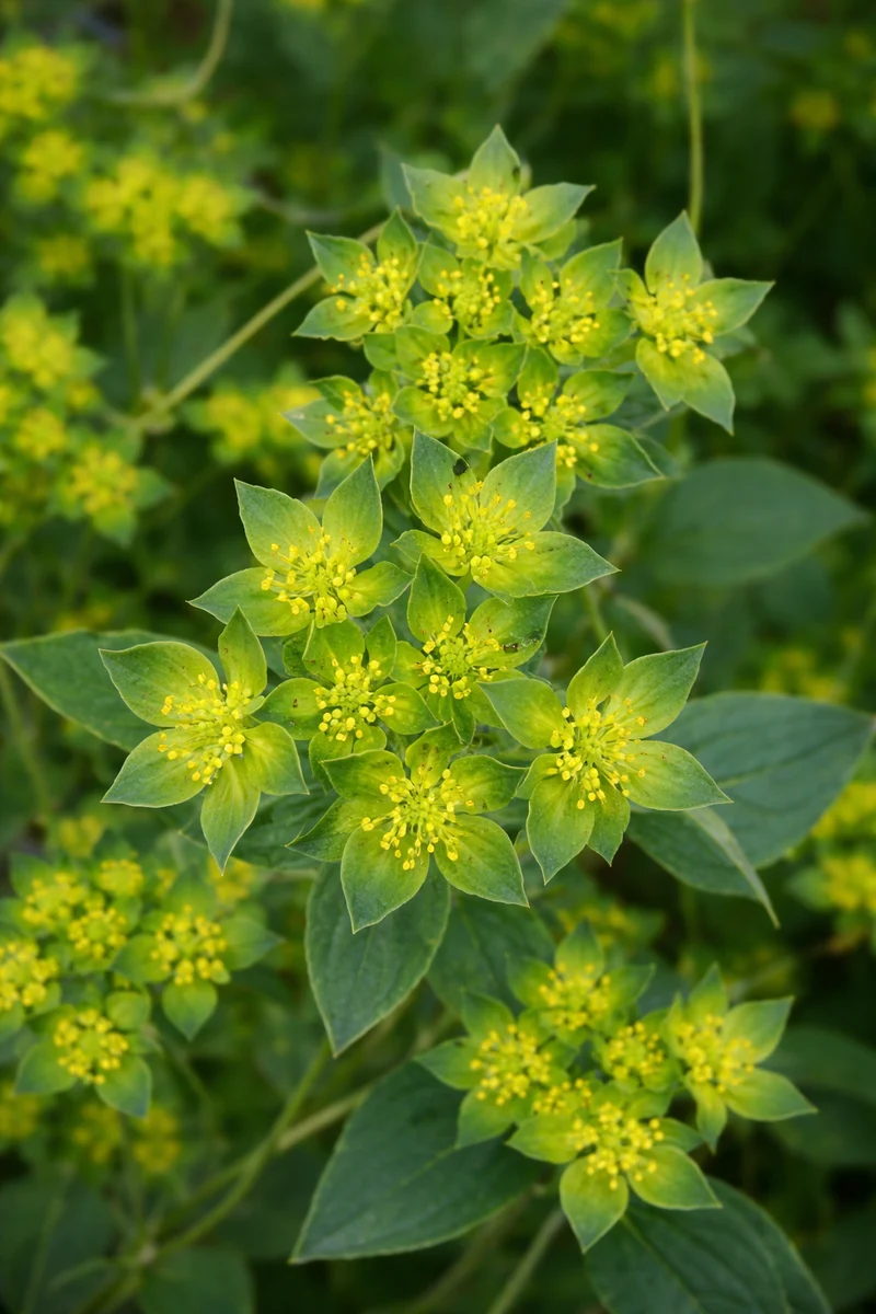 Buplèvre 'Green Gold' bio