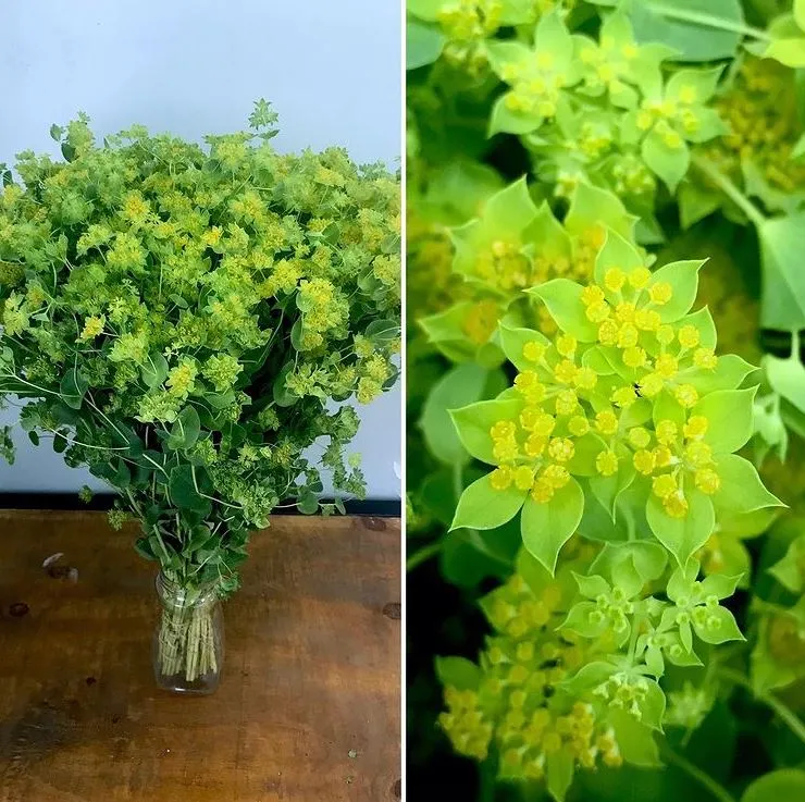 Buplèvre 'Green Gold' bio