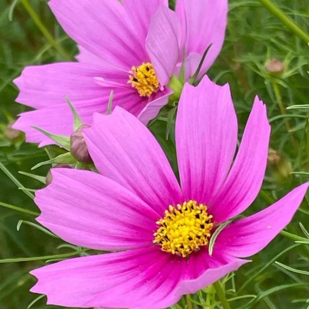 Cosmos 'Sensation Pink' bio