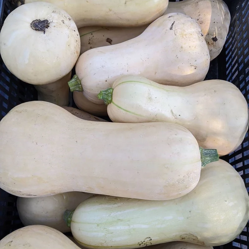 Courge musquée 'Waltham Butternut' bio