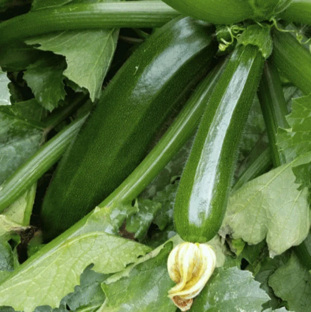 Zucchini vert foncé bio
