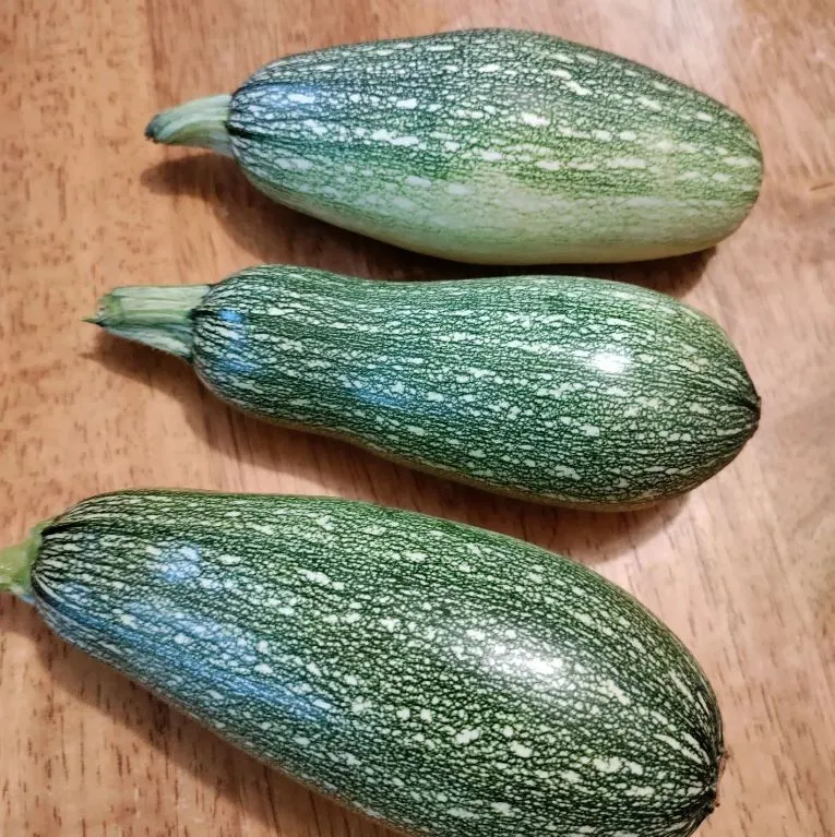 Zucchini 'Grey Summer' bio