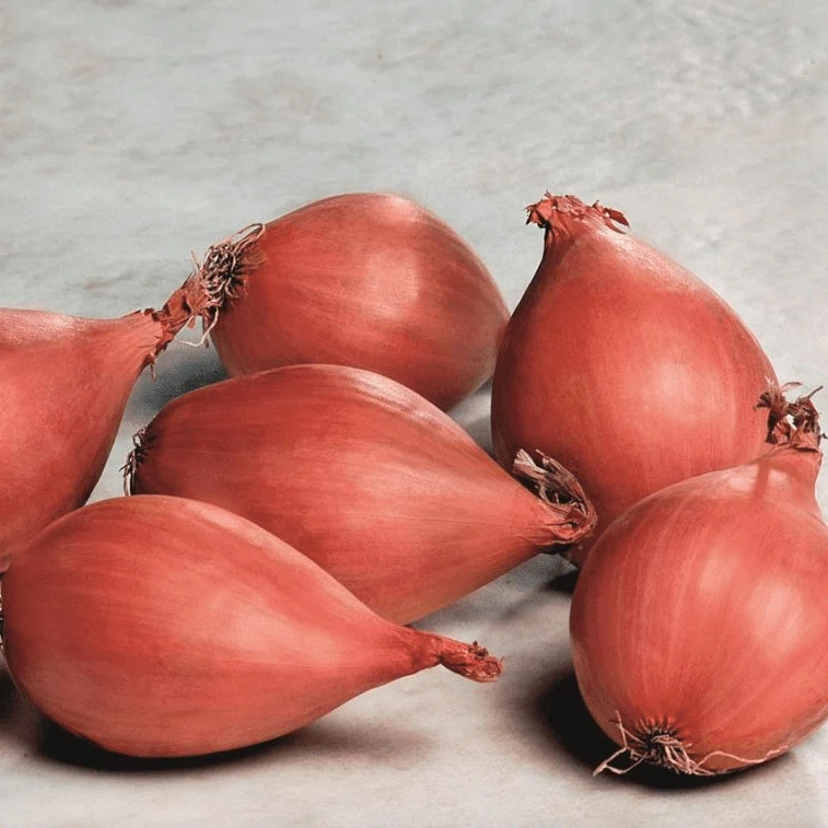 Oignon 'Conservor Shallot' bio
