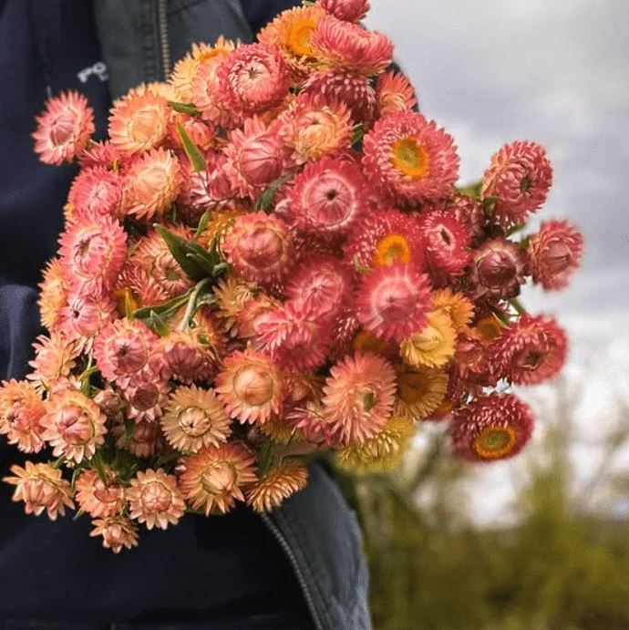 Immortelle 'Apricot Peach Mix' bio