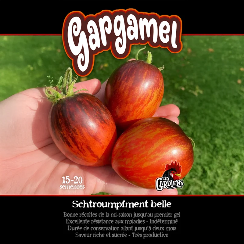 Tomate ‘Gargamel’ ( Solanum lycopersicum )