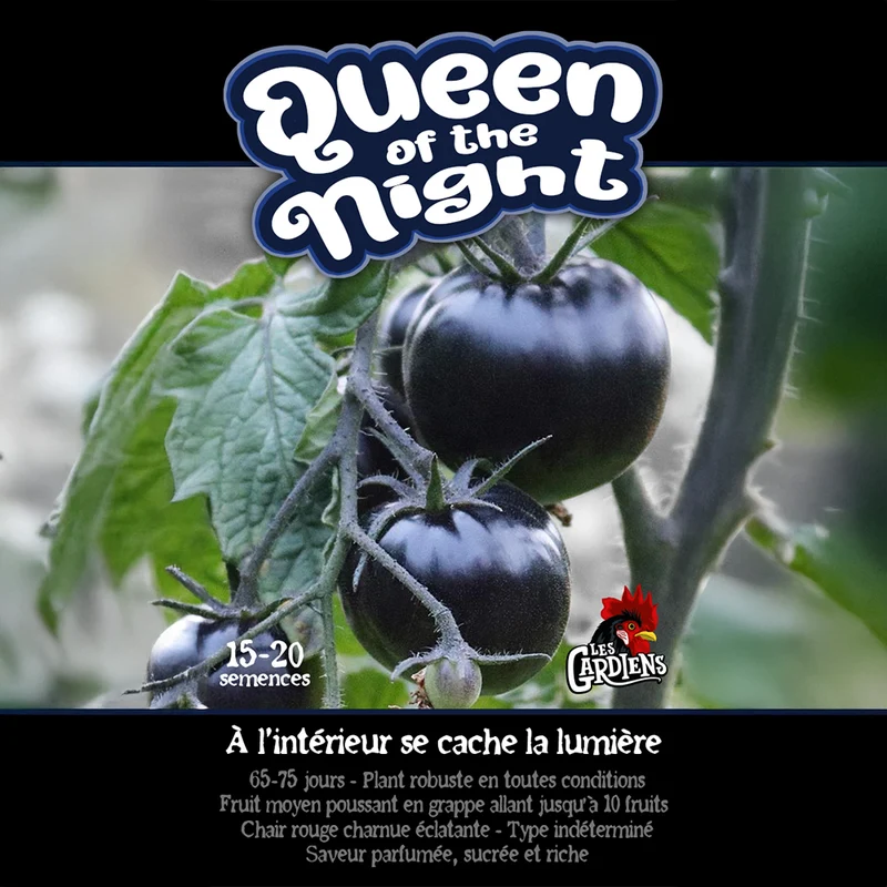 Tomate ‘Queen of the Night’ ( Solanum lycopersicum )