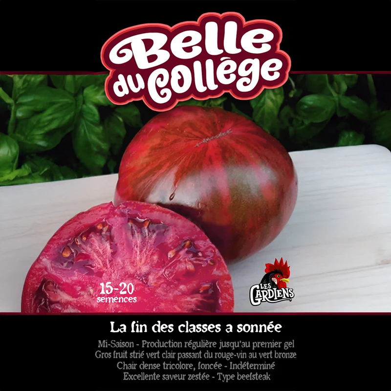 Tomate ‘Belle du Collège’ ( Solanum lycopersicum )
