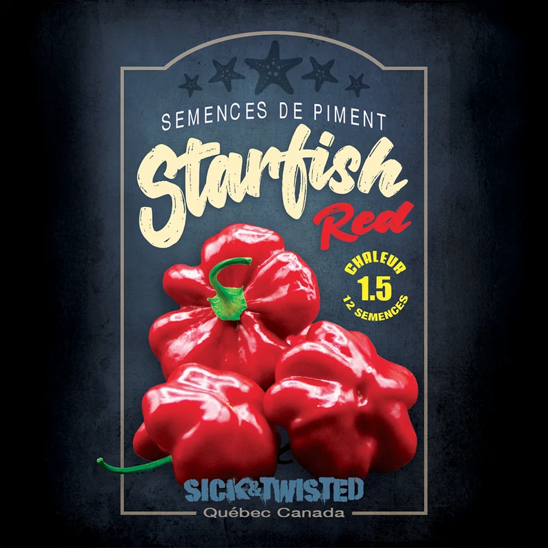 Piment fort Starfish Red ‘Brazilian Starfish Red’ ( Capsicum baccatum )