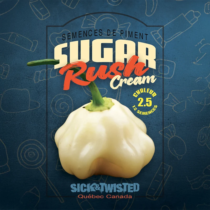Piment fort ‘Sugar Rush Cream’ ( Capsicum baccatum )