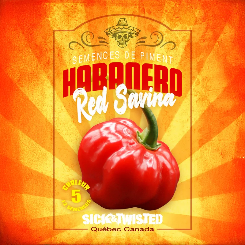 Piment fort Habanero ‘Red Savina’ ( Capsicum chinense )